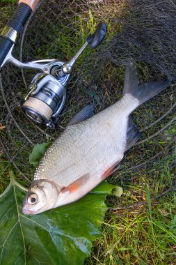 Siyah balık ağı üzerinde beyaz brem balık veya tatlı su gümüş çipura görünümü kapatın. Sadece su ve olta ile reel doğal zemin üzerine alınan tatlı su gümüş çipura balık.