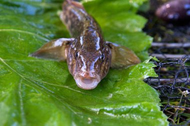 Tatlı su bullhead balık veya yuvarlak kaya balığı Neogobius melanostomus ve yeni denizden çekilen Neogobius fluviatilis pallasi olarak bilinen balık. Kaya balığı balık büyük yeşil yaprağı adında ham bullhead balık görünümünü kapat