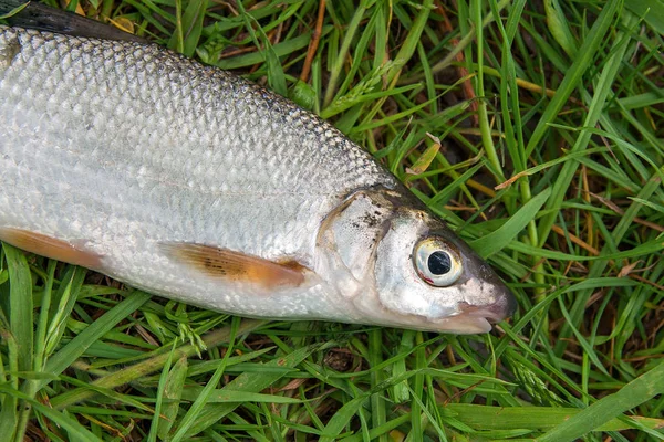 Zamknij Widok Prostu Wziąć Wody Wspólne Nase Ryby Słodkowodne Znany — Zdjęcie stockowe