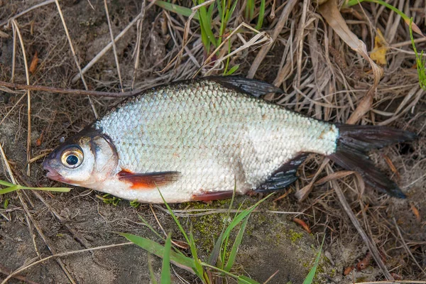 Nahaufnahme Der Gerade Aus Dem Wasser Gefischten Süßwasser Brassen Oder — Stockfoto