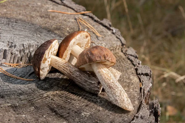 Geerntet Herbst Erstaunlich Viele Essbare Pilze Braune Steinpilze Bekannt Als — Stockfoto