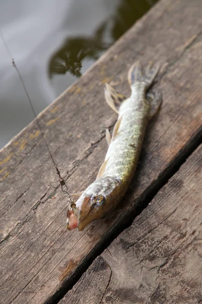 Acqua Dolce Pesce Luccio Del Nord Conosciuto Come Esox Lucius — Foto Stock