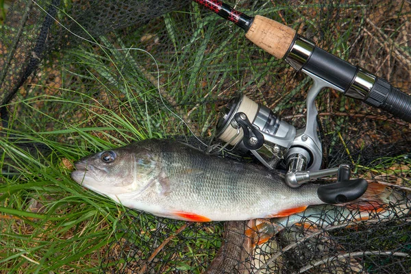 Freshwater perch and fishing rod with reel lying on landing net. Fishing concept, trophy catch - big freshwater perch fish just taken from the water on landing net with fishery catch in it and fishing rod with reel