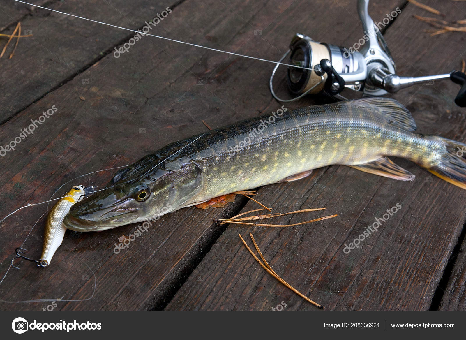 Freshwater Northern Pike Fish Know Esox Lucius Fishing Rod Reel Stock Photo  by ©kostik2photo 208636924