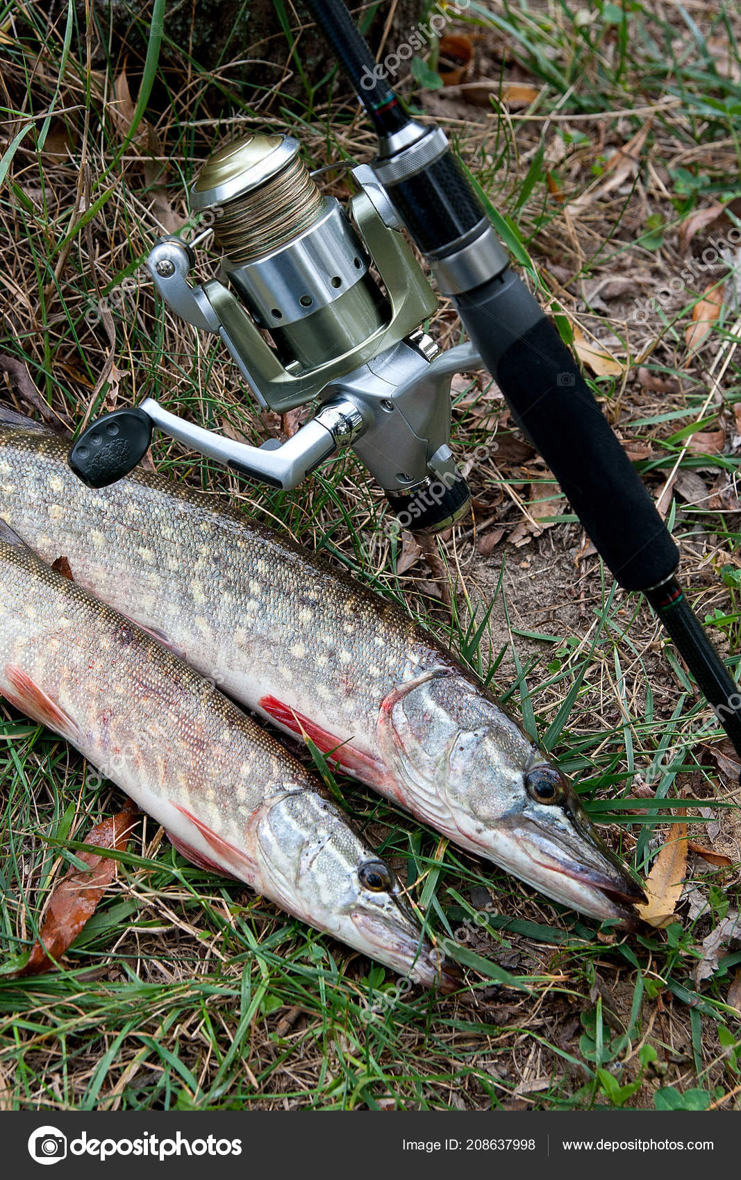 freshwater rod and reel