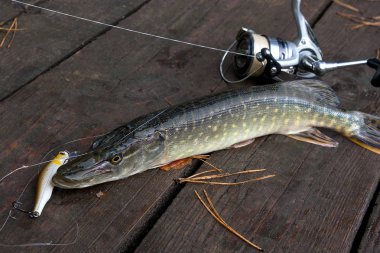 Tatlı su Kuzey pike balık vintage ahşap arka plan üzerinde Sonbahar zaman yalan makara ile Esox Lucius ve olta biliyor. Balık tutma kavramı, iyi yakalamak - balık büyük tatlı su pike sadece alınan su ve Olta Makarası ile