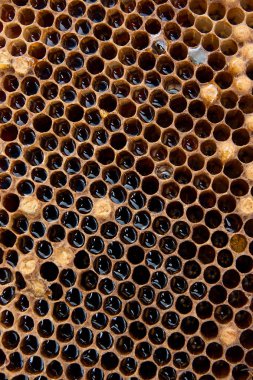 Petek tatlı bal ile görünümünü kapatın. Antika ahşap zemin üzerine tatlı bal ile sarı petek parçası