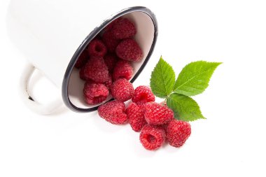 Beyaz fincan taze ahududu meyve ile görünümünü ve büyük yeşil yaprak ahududu Bush üzerinde beyaz adam izole kapatmak