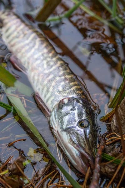 stock image Freshwater Northern pike fish know as Esox Lucius in the water. Fishing concept, catch and release - small freshwater pike fish got a freedom