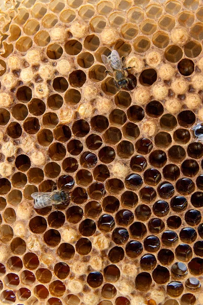 Vista Cerca Abeja Trabajo Panal Con Miel Dulce Trozo Panal —  Fotos de Stock