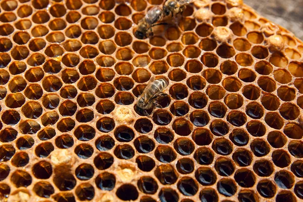 甘い蜂蜜とハニカムで 働き蜂のビューを閉じます ヴィンテージの木製の背景の上に甘い蜂蜜と蜂の巣から黄色のハニカムの作品 美しい黄色い蜂の巣蜂蜜を収集 — ストック写真