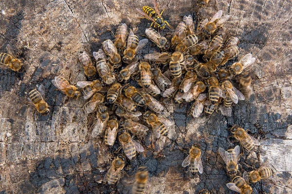 Zár Megjelöl Kilátás Méhek Darázs Nyüzsögnek Méz Csepp Méz Csepp — Stock Fotó