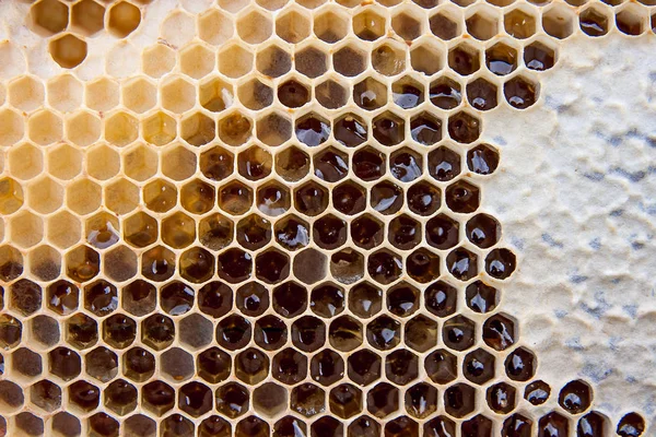 Stäng Upp Gula Honeycomb Med Söt Honung Bit Gul Vaxkaka — Stockfoto