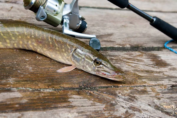 Пресноводная Северная Щука Известна Esox Lucius Удочка Катушкой Лежащей Винтажном — стоковое фото