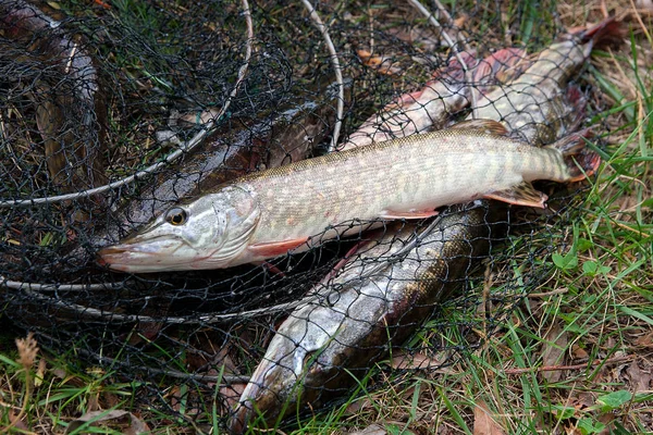 Freshwater Northern Pike Fish Know Esox Lucius Lying Landing Net — Stock Photo, Image
