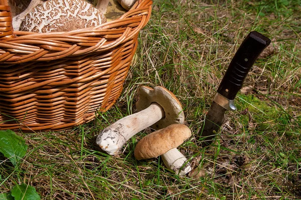 Skördas Hösten Fantastiska Ätliga Svampar Boletus Edulis Konungen Kantarell Kallas — Stockfoto