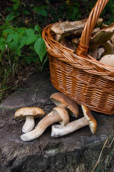 Şaşırtıcı yenilebilir mantar boletus mantarı sonbahar hasat (Kral bolete) porcini mantar bilinir. Birkaç yenilebilir mantar Boletus mantarı bileşimi (cep, penny topuz, porcino veya Kral bolete, genellikle porcini mantar olarak adlandırılır) ve hasır sepet o