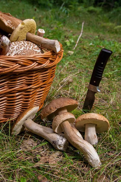 Skördas Hösten Fantastiska Ätliga Svampar Boletus Edulis Konungen Kantarell Kallas — Stockfoto