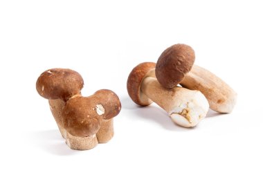 Şaşırtıcı yenilebilir mantar boletus mantarı sonbahar hasat (Kral bolete) porcini mantar bilinir. Porcini mantar ön ve arka arka plan beyaz arka plan üzerinde izole çeşitli