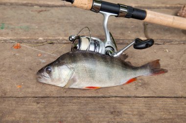 Tatlı su levrek ve olta ile reel vintage ahşap arka plan üzerinde yalan. Balık tutma kavramı, kupa yakalamak - sadece su ve balık tutmak için ekipmanlar vintage ahşap zemin üzerine alınan büyük tatlı su levrek balığı