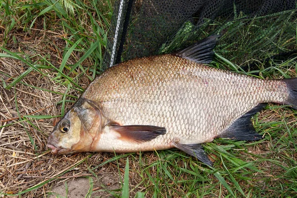 Vedere Aproape Luat Doar Din Apă Dulce Bream Comun Cunoscut — Fotografie, imagine de stoc