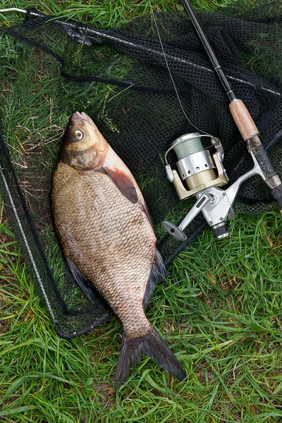 Just taken from the water freshwater common bream known as bronze bream or carp bream (Abramis brama) and fishing rod with reel on natural background. Natural composition of fish, fishing net and fishing rod with reel on green grass