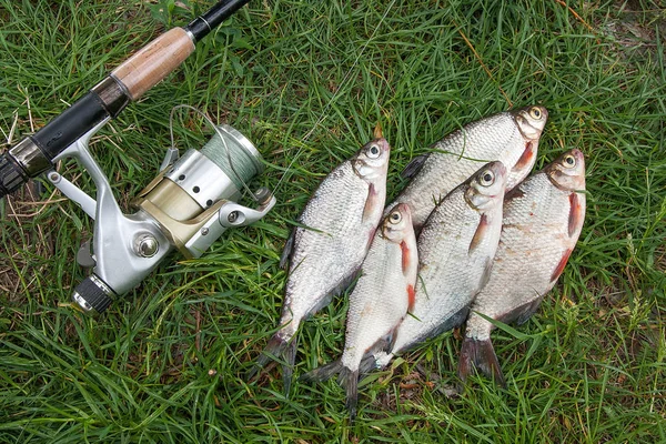 Vient Être Prélevé Sur Des Poissons Eau Douce Famille Des — Photo