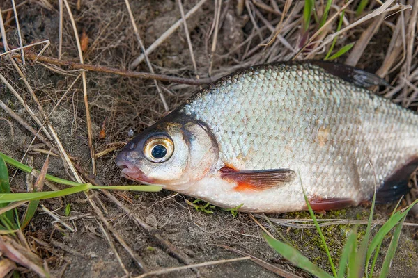 Sadece su temiz su beyaz çipura veya gümüş balık yeşil çimenlerin üzerinde blicca bjoerkna olarak bilinen alınan görünümünü kapat