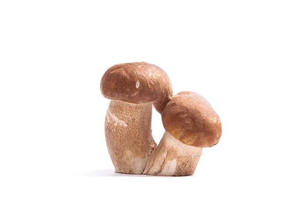 Harvested Autumn Amazing Triple Edible Mushroom Boletus Edulis King Bolete — Stock Photo, Image