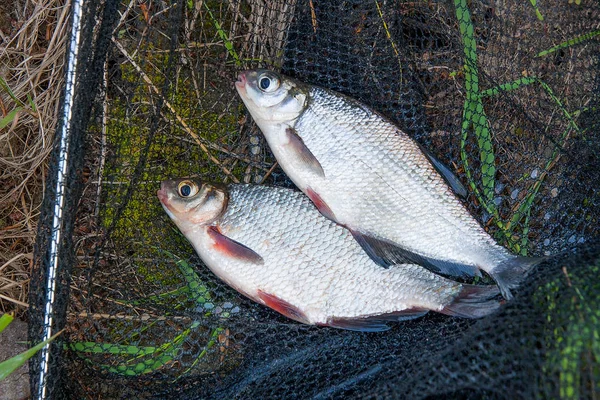 Sadece su temiz su beyaz çipura veya gümüş balık blicca bjoerkna ve white-eye çipura bilinen türler yeşil çimenlerin üzerinde Sazangiller ailesinden alınan. Tatlı su balık, siyah Balık ağı ve Olta Makarası ile yeşil çimenlerin üzerinde yakalamak