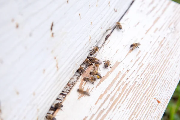 Rengeteg Méhek Fehér Beehive Méhészet Bejáratnál Forgalmas Méhek Zár Megjelöl — Stock Fotó