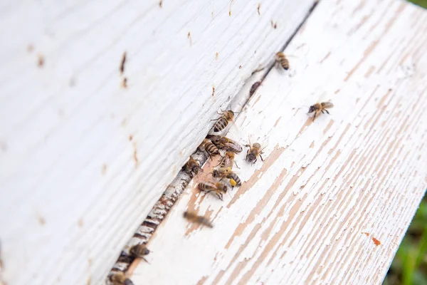 Montón Abejas Entrada Colmena Blanca Colmenar Abejas Ocupadas Vista Cerca —  Fotos de Stock