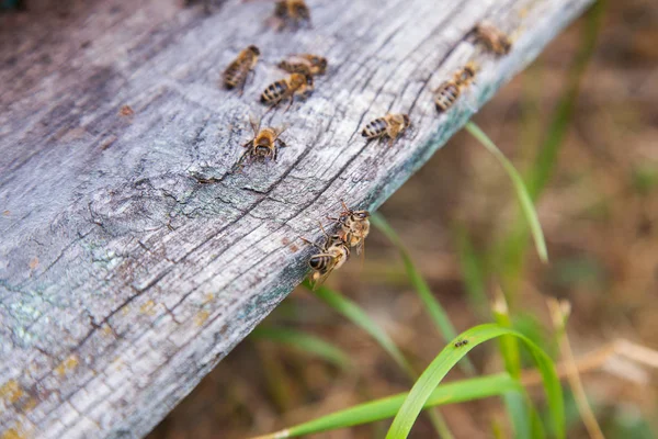 Beaucoup Abeilles Entrée Vieille Ruche Dans Rucher Abeilles Occupées Vue — Photo