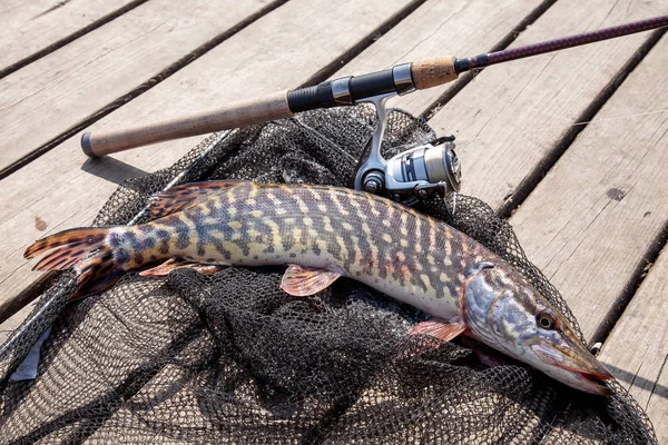 Freshwater Northern Pike Fish Know Esox Lucius Fishing Rod Carretel — Fotografia de Stock