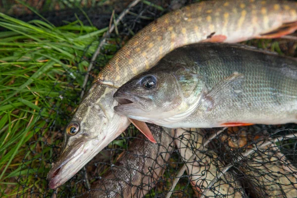 Pesce Persico Acqua Dolce Pesce Luccio Settentrionale Conosciuto Come Esox — Foto Stock