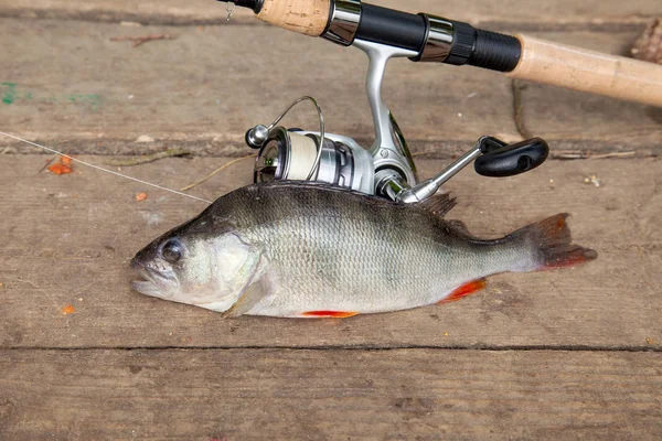 Tatlı su levrek ve olta ile reel vintage ahşap arka plan üzerinde yalan. Balık tutma kavramı, kupa yakalamak - sadece su ve balık tutmak için ekipmanlar vintage ahşap zemin üzerine alınan büyük tatlı su levrek balığı