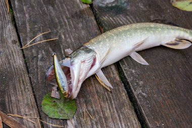 Tatlı su Kuzey pike balık Esox Lucius vintage ahşap arka plan üzerinde yalan olarak biliyor. Kavramı, iyi av - büyük tatlı su pike balık balıkçılık cazibesine ağız ve vintage ahşap arka plan ile Balık tutma