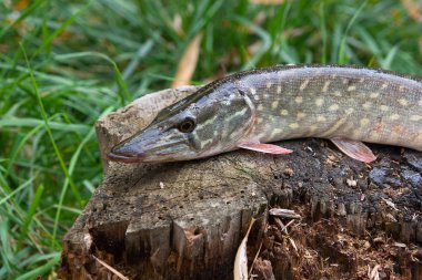 Tatlı su Kuzey pike balık Esox Lucius bir ahşap kenevir yalan olarak biliyor. Balık tutma kavramı, iyi yakalamak - balık büyük tatlı su pike sadece alınan eski ahşap kenevir üzerinde sudan