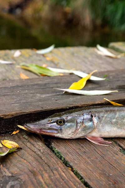 Acqua Dolce Pesce Luccio Del Nord Conosciuto Come Esox Lucius — Foto Stock