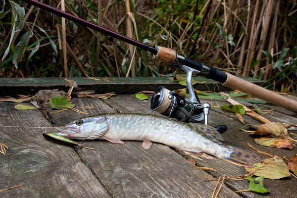 Freshwater Northern pike fish know as Esox Lucius and fishing rod with reel lying on vintage wooden background  with yellow leaves at autumn time. Fishing concept, good catch - big freshwater pike fish just taken from the water, fishing lure and fish