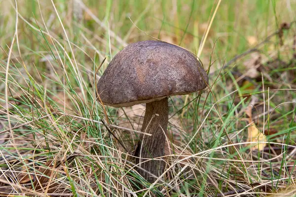 Waldpilz Brauner Steinpilz Wächst Herbstwald Zwischen Abgefallenen Blättern Moos Und — Stockfoto