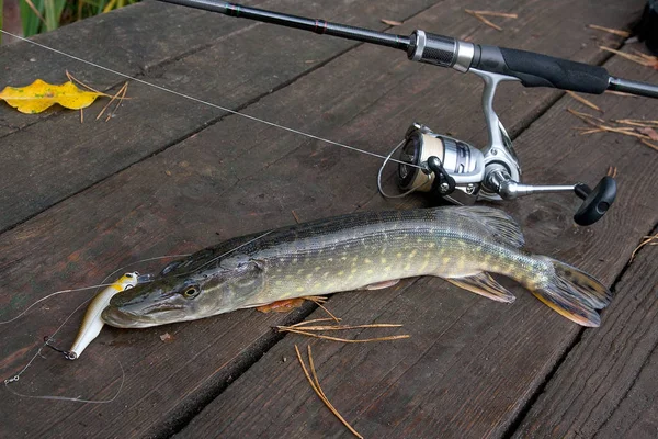 Freshwater Northern Pike Fish Know Esox Lucius Fishing Rod Carretel — Fotografia de Stock