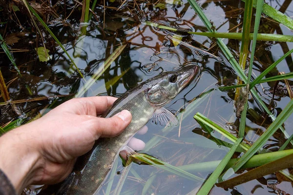 Ikan Pike Utara Air Tawar Dikenal Sebagai Esox Lucius Tangan — Stok Foto