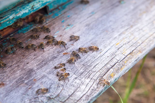 Mnóstwo Pszczół Przy Wejściu Starego Ula Pasieki Zajęty Pszczół Zobacz — Zdjęcie stockowe