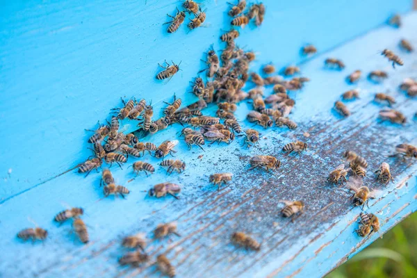 Mnóstwo Pszczół Przy Wjeździe Ula Pasieki Zajęty Pszczół Widok Straszliwy — Zdjęcie stockowe