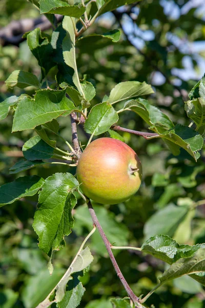 在树枝上用有机苹果关闭树枝 水果在果园准备采摘 — 图库照片