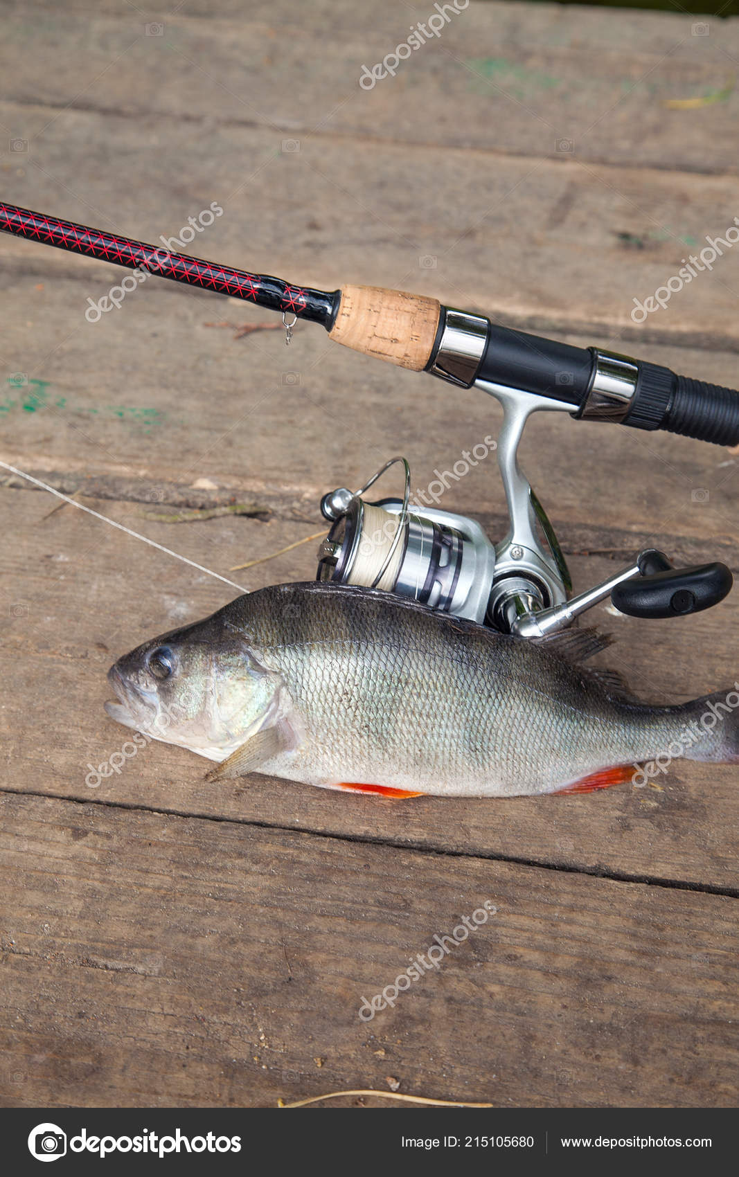 perch rod