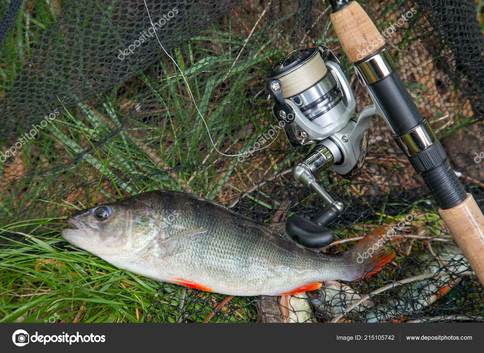 perch rod