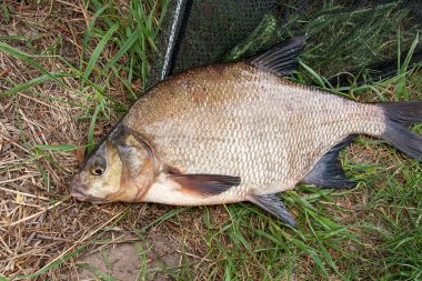 Görünümü kadar sadece su temiz su ortak çipura bronz çipura veya siyah Balık ağı üzerinde sazan balığı (Abramis brama) olarak bilinen alınan kapatın. Balık ve balıkçılık yeşil çimenlerin üzerinde net doğal kompozisyon