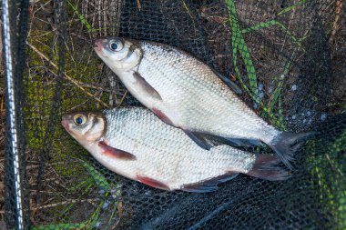 Sadece su temiz su beyaz çipura veya gümüş balık blicca bjoerkna ve white-eye çipura bilinen türler yeşil çimenlerin üzerinde Sazangiller ailesinden alınan. Tatlı su balık, siyah Balık ağı ve Olta Makarası ile yeşil çimenlerin üzerinde yakalamak